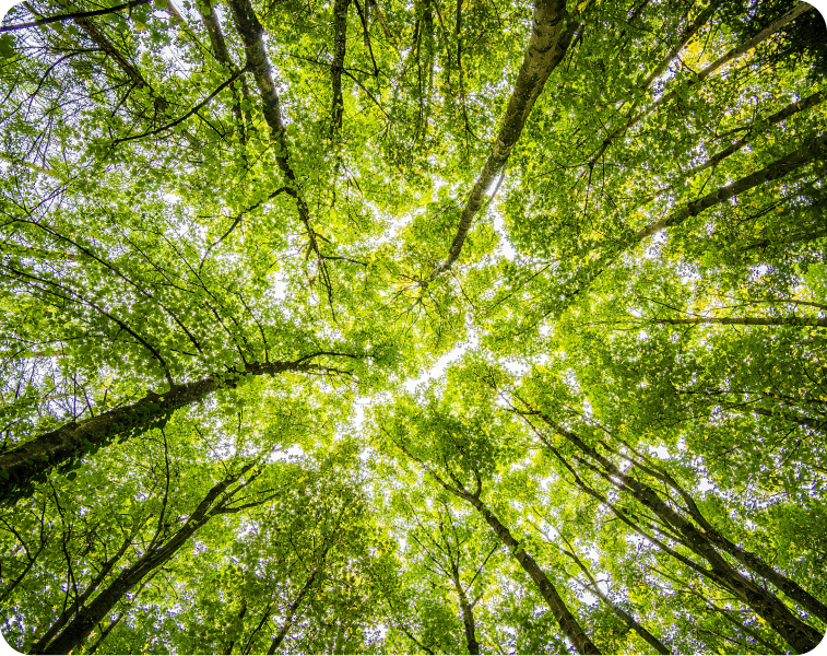 Bosques frondosos