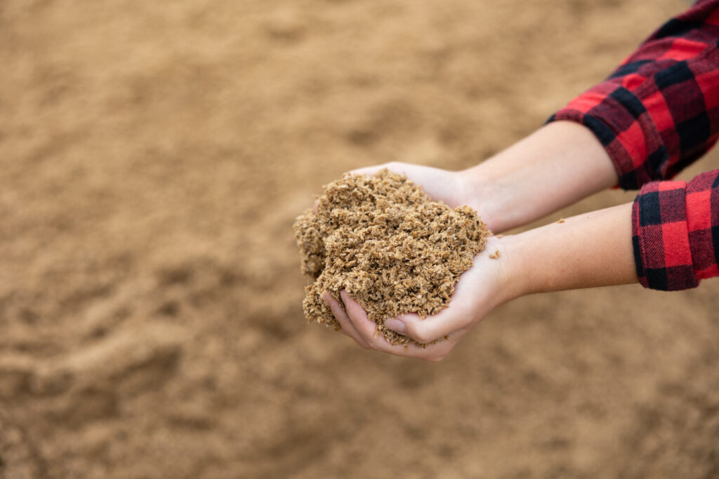 Hands of woman farmer holding pile of brewer's spent grain. Draff as fodder, animal food.